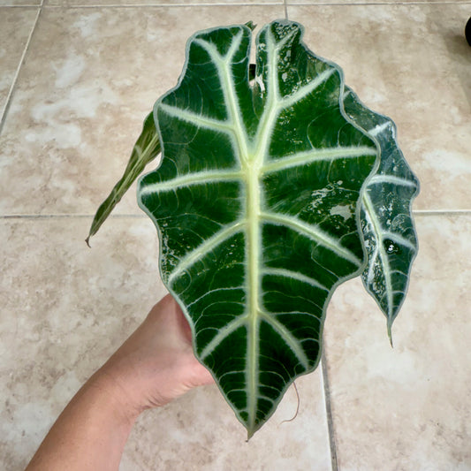 4" Alocasia 'Polly' Pink Variegated - Low Color