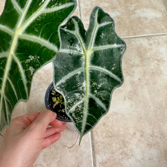 4" Alocasia 'Polly' Pink Variegated - Low Color