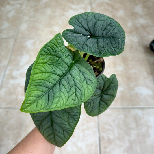 4" Alocasia melo