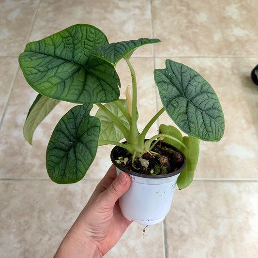 4" Alocasia melo