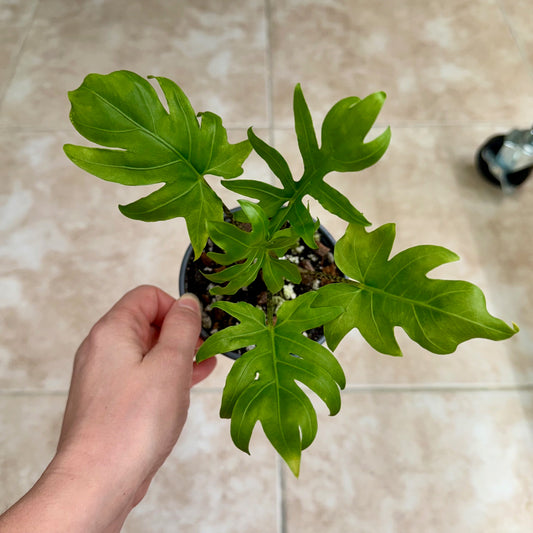 4" Alocasia brancifolia