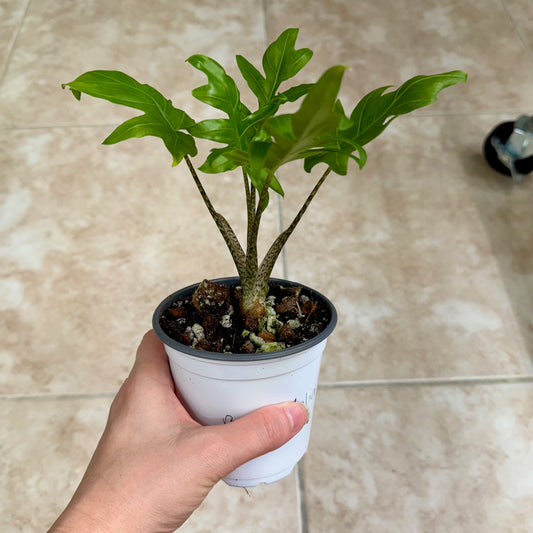 4" Alocasia brancifolia