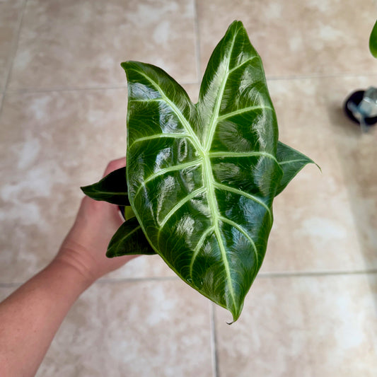 4" Alocasia 'Morocco'