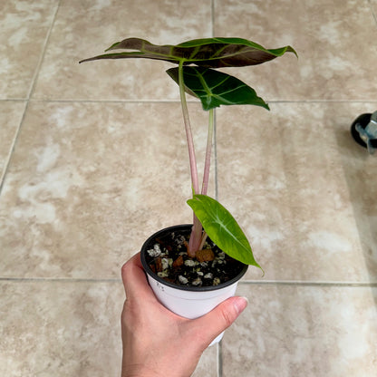 4" Alocasia 'Morocco'