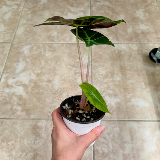 4" Alocasia 'Morocco'