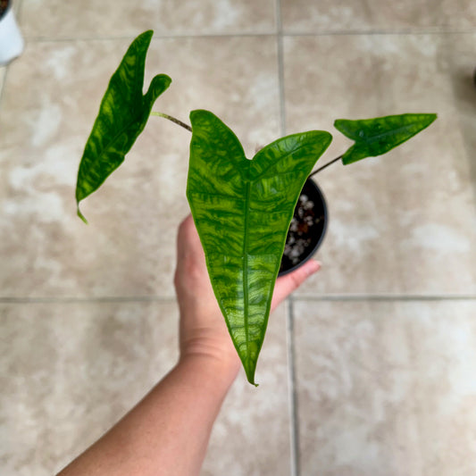4" Alocasia zebrina reticulata