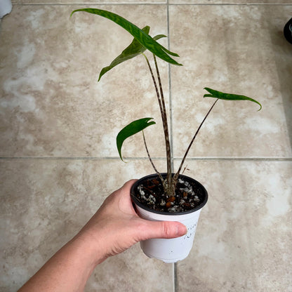 4" Alocasia zebrina reticulata