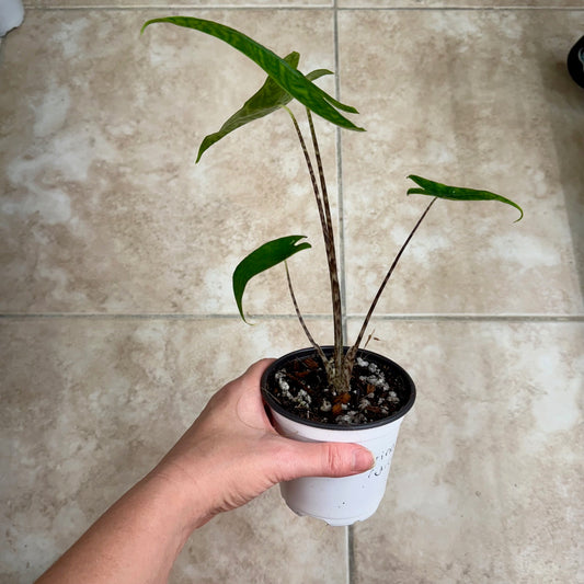 4" Alocasia zebrina reticulata