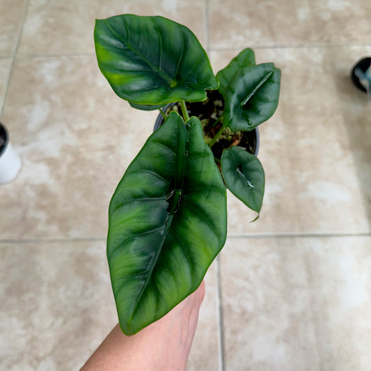 Alocasia reversa