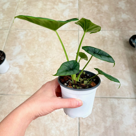 Alocasia reversa