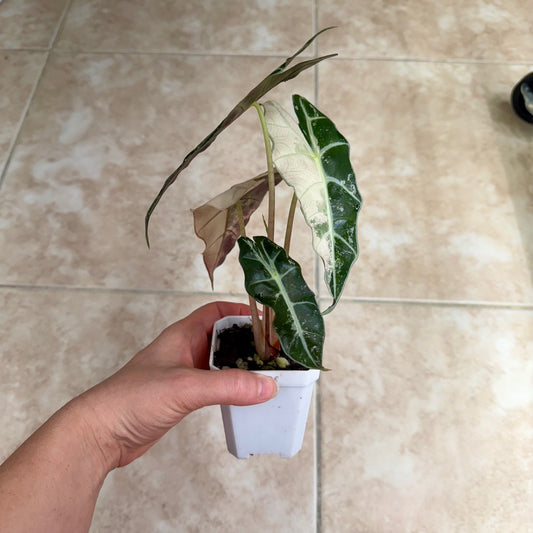 3" Alocasia 'Polly' Pink Variegated (High Color)
