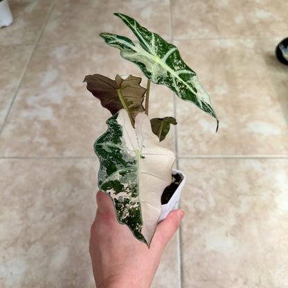 3" Alocasia 'Polly' Pink Variegated (High Color)