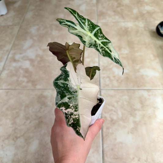 3" Alocasia 'Polly' Pink Variegated (High Color)