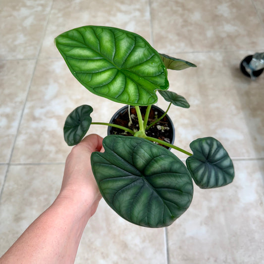 4" Alocasia baginda ‘Dragon Scale’