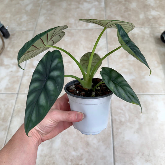 4" Alocasia baginda ‘Dragon Scale’