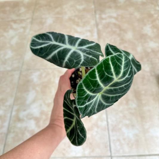 4" Alocasia 'Ninja'