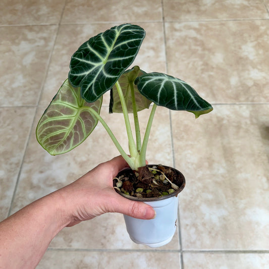 4" Alocasia 'Ninja'