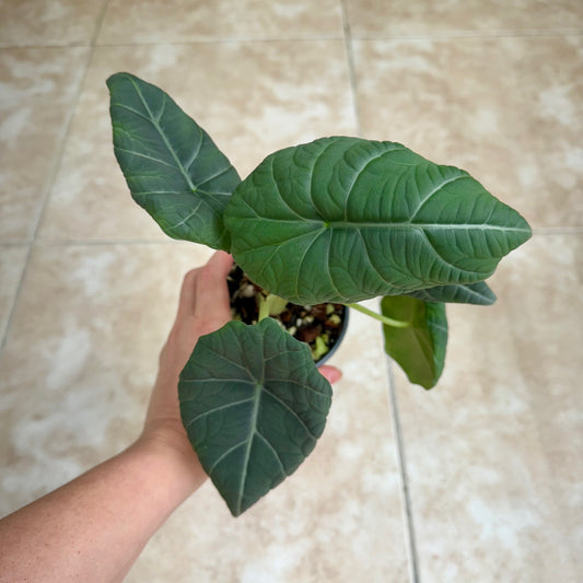 4" Alocasia 'Maharani' (Gray Dragon)