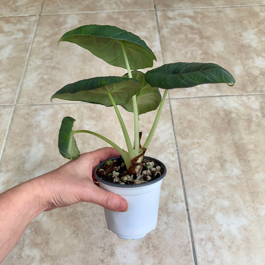4" Alocasia 'Maharani' (Gray Dragon)