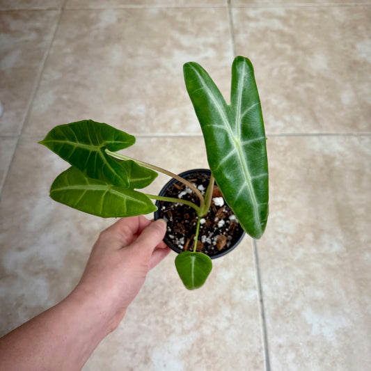 4" Alocasia longiloba