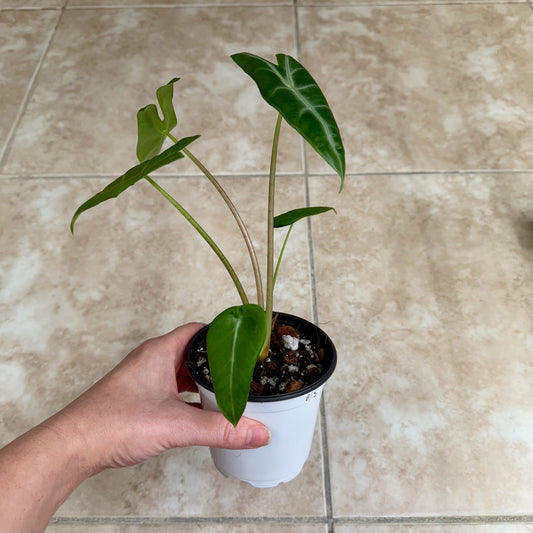 4" Alocasia longiloba