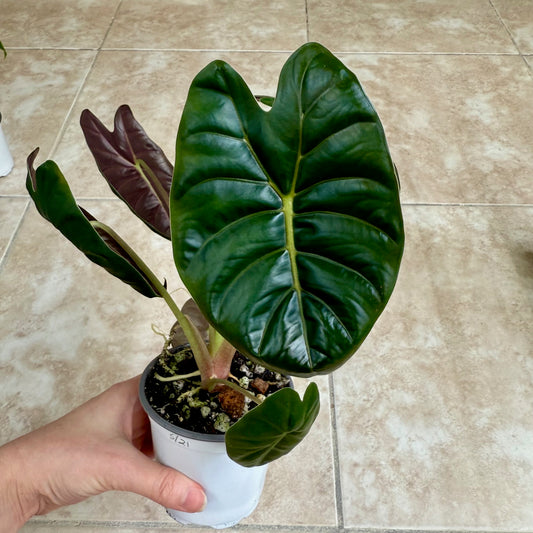 4" Alocasia 'Golden Bone'