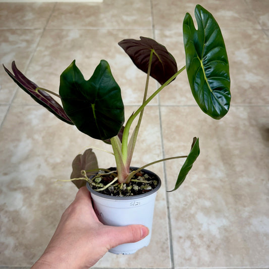 4" Alocasia 'Golden Bone'