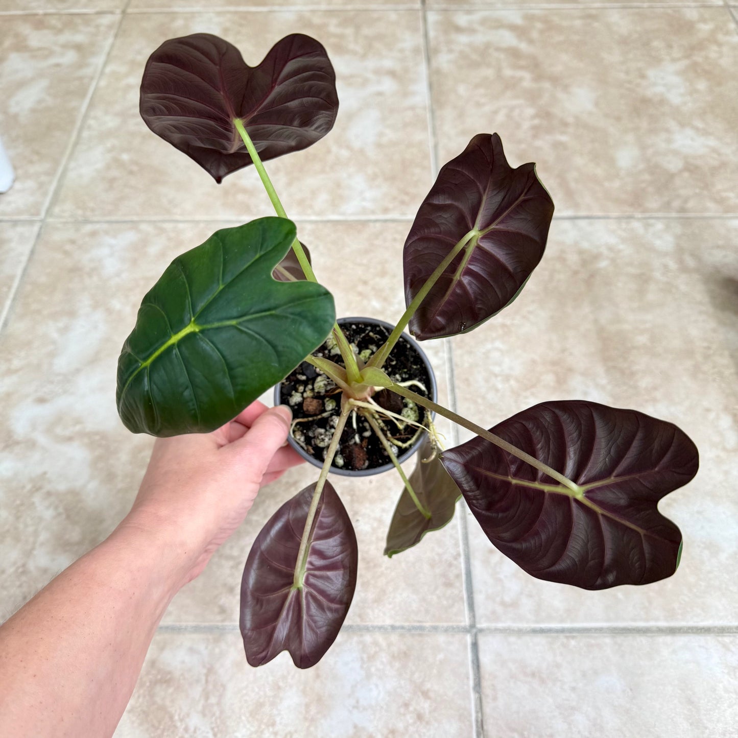 4" Alocasia 'Golden Bone'