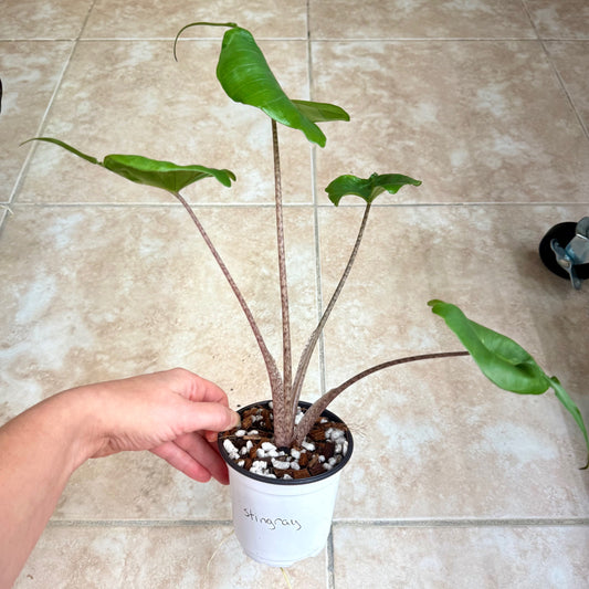 4" Alocasia 'Stingray'