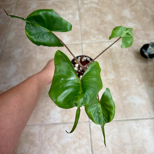 4" Alocasia 'Stingray'