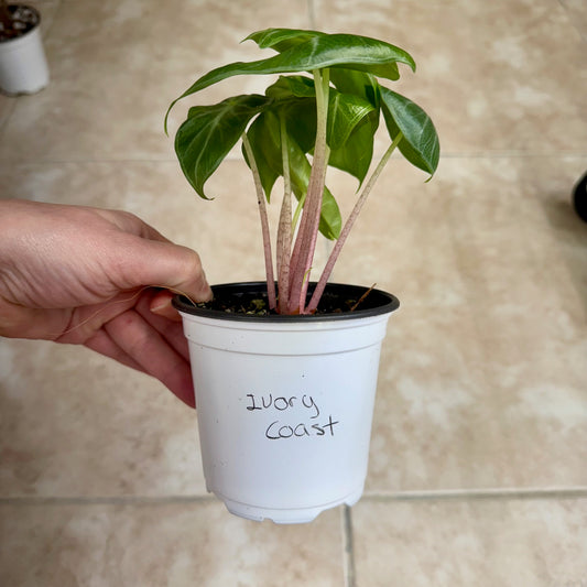 4" Alocasia 'Ivory Coast'