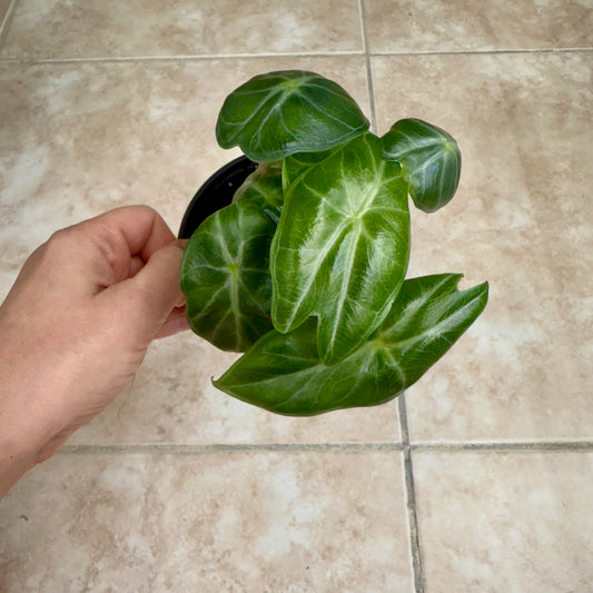 4" Alocasia 'Ivory Coast'