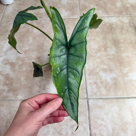 4" Alocasia heterophylla ‘Dragon’s Breath’