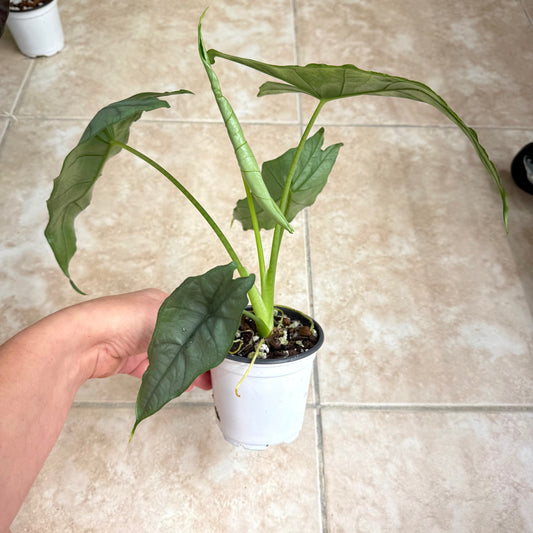 4" Alocasia heterophylla ‘Dragon’s Breath’