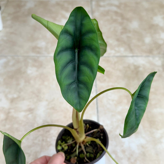 4" Alocasia venusta