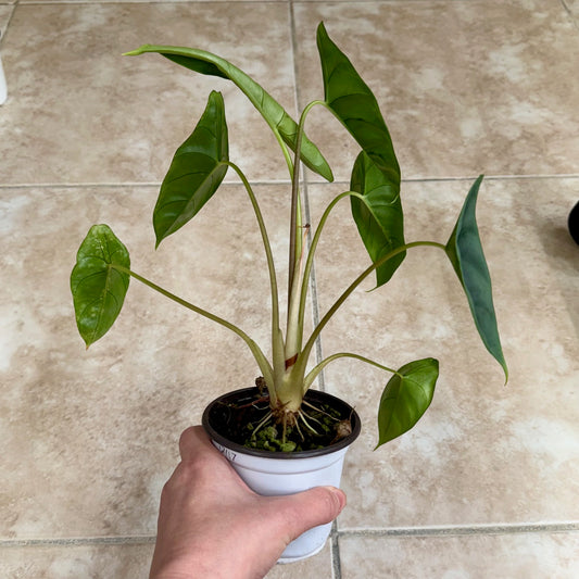 4" Alocasia venusta