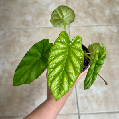 4" Alocasia sinuata