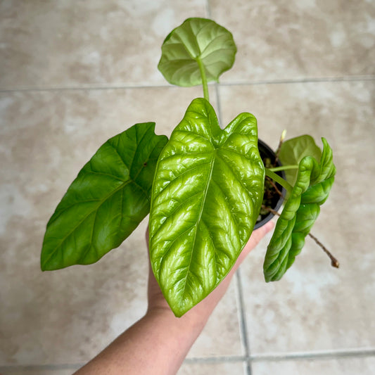 4" Alocasia sinuata