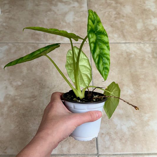 4" Alocasia sinuata
