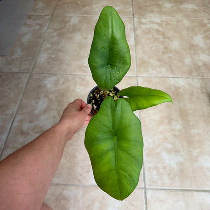 4" Alocasia 'Blue Dragon'