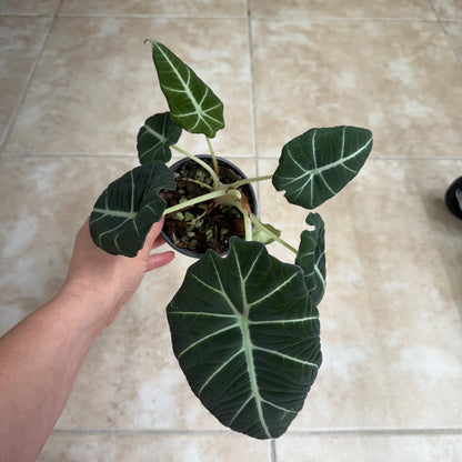 4" Alocasia reginula ‘Black Velvet’