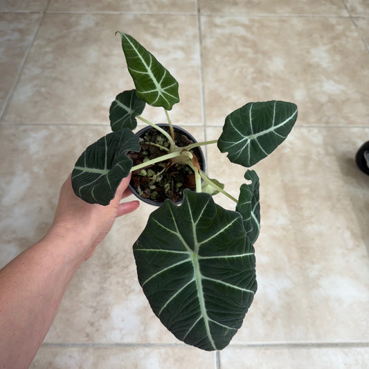 4" Alocasia reginula ‘Black Velvet’