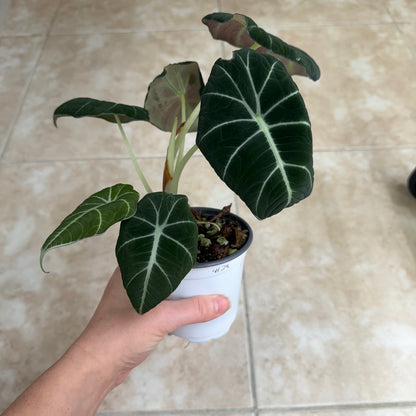 4" Alocasia reginula ‘Black Velvet’