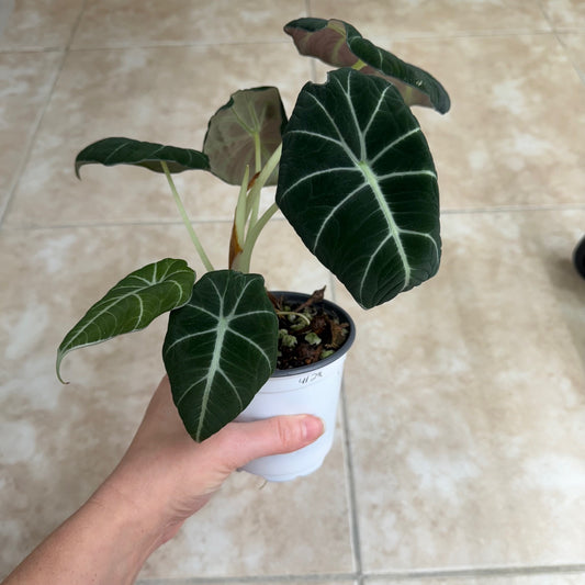 4" Alocasia reginula ‘Black Velvet’