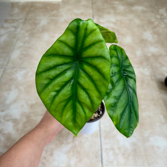 4" Alocasia clypeolata 'Green Shield'