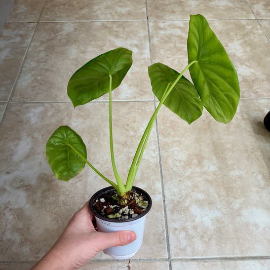 4" Alocasia clypeolata 'Green Shield'