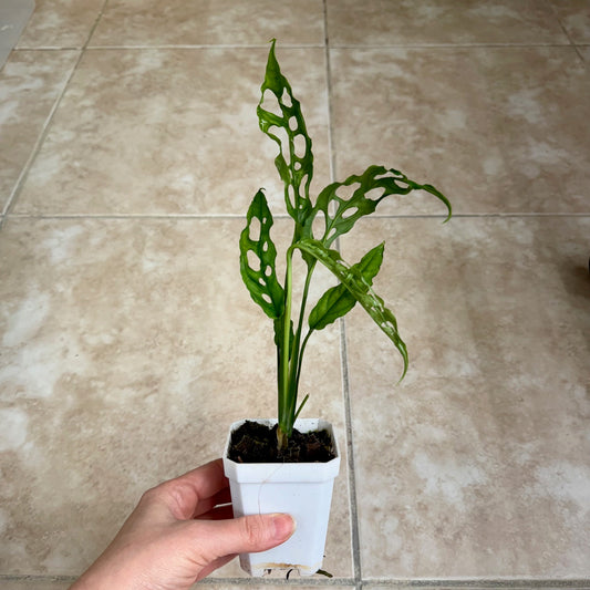 3" Monstera obliqua 'Peru'