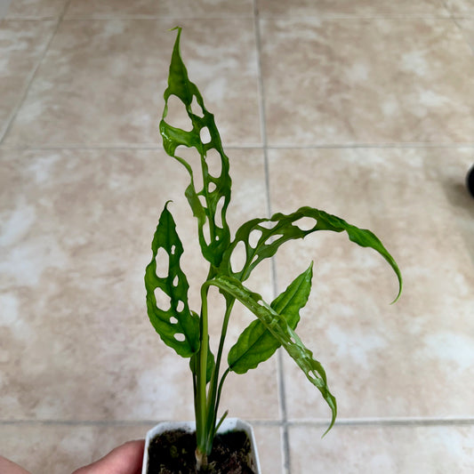 3" Monstera obliqua 'Peru'