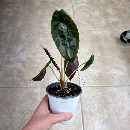4" Alocasia 'Sedenii'