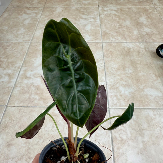 4" Alocasia 'Sedenii'